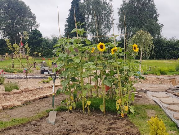 July 2020 at Shipley Woodside Community Garden - SEAG - Shipley Eco-Action Group