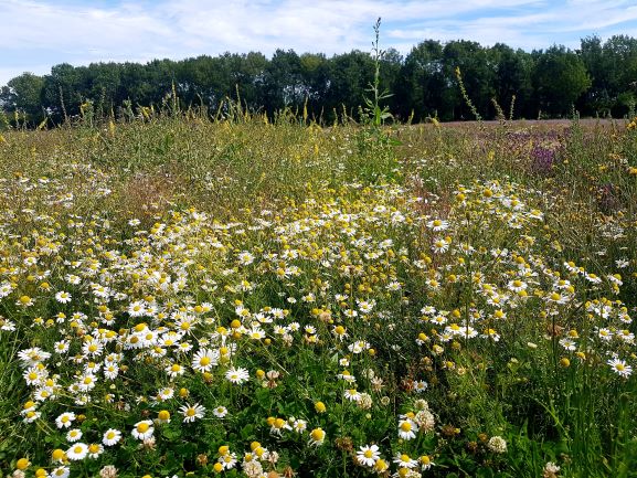 Naturescape Wildflower Farm visit on 30.07.20 - SEAG - Shipley Eco-Action Group