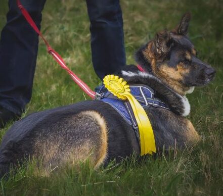 Community Garden hosts first Dog Show with Yappy Ever After Rescue Charity - SEAG - Shipley Eco-Action Group